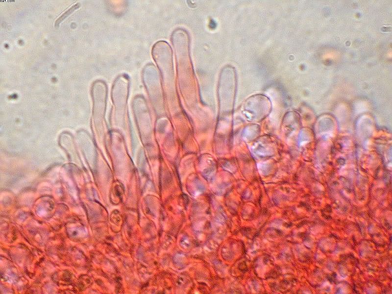 Tubaria furfuracea       (Pers.)     Gillet